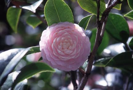 茶花好種嗎|袁晓辉 Rita : 茶花Camellia 怎麼種